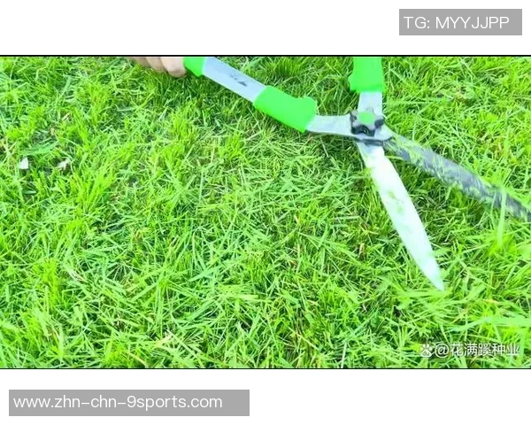 成都足球草坪的养护与管理技巧提升球队训练效果的关键因素